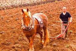 Foto: Pferd mit Pflug