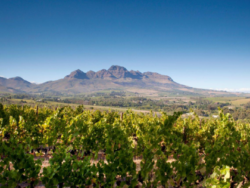 Foto: Weinberge in Südafrika. 