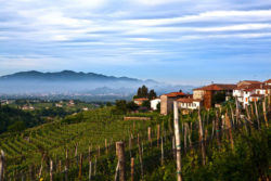 Prosecco-Landschaft, Quelle: Matthias Stelzig