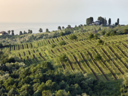 Foto: Weinberge von Stirbey/ Rumänien.