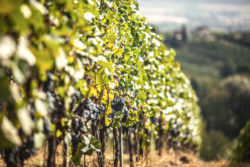 Eisenberg Weinberge Blaufränkisch © Matthias Stelzig